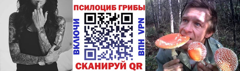 ОМГ ОМГ ссылки  Ногинск  Псилоцибиновые грибы мицелий 